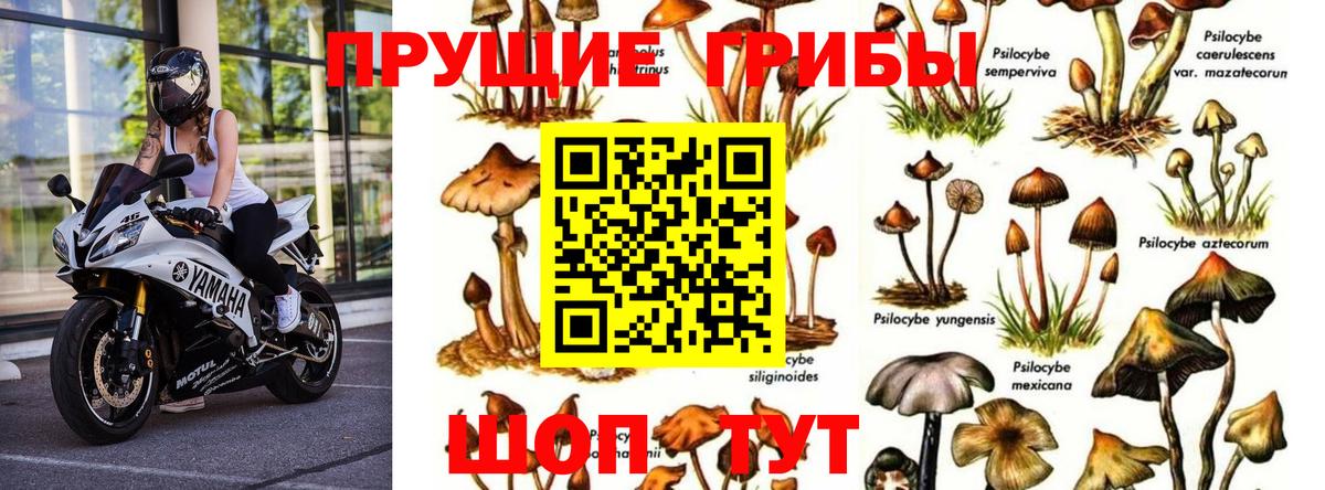 Галлюциногенные грибы Magic Shrooms  Вход с VPN  Псилоцибиновые грибы Psilocybine cubensis  Ефремов 
